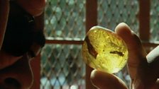 A piece of fossil amber is investigated for the organic life it might hold from tens of thousands of years ago.