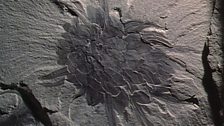 Wiwaxia, a fossil discovered in the Burgess Shale and part of a vast number of animals which lived during the Cambrian era.