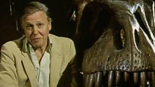 David Attenborough with the gigantic head of perhaps the most fearsome predator to ever walk the Earth, the tyranosaurus.