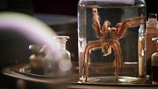 Details from Darwin's study – tarantula spider in a specimen jar.