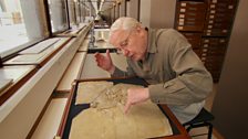 David Attenborough looking at the details of an Archeopteryx fossil – a clue to the link between birds and reptiles.