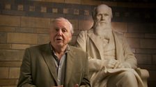 David Attenborough with the statue of Charles Darwin, filmed in the Natural History Museum.