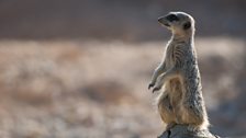 A Meerkat