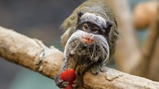 An Emperor Tamarin monkey