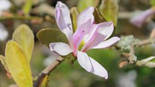 Close-up of the lovely and unusual pink magnolia "Stellata"