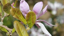 Close-up lovely and unusual pink magnolia "Stellata"