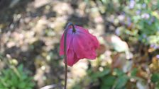 Papery thin pink poppy