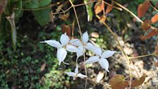 Star-like epimedium flowers