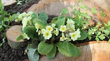 Primrose detail on Antrim & Newtownabbey Borough garden which won Gold too