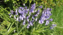 Bluebells in hedgerow…….