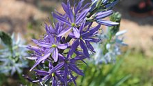 Camassia