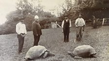 Earliest known photograph of Jonathan the 182 year old tortoise, taken in 1886