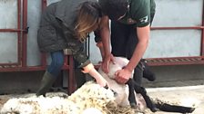 Sheep Shearing