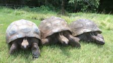 Three of the Governor's tortoises, Jonathan on the right