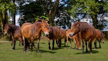 David snapped these ponies on Exmoor