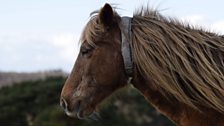 Austin took this in the New Forest (3)