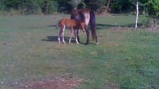 Eileen sent us this from the New Forest