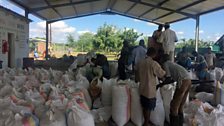 What famine? Members of the Phata Sugarcane Outgrowers Cooperative sort bags of maize grown on their irrigated plantation.