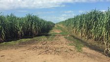 Sugarcane Avenue