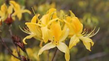 Rhododendron Luteum or Honeysuckle Rhododendron in the Spring Garden