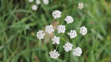 Pignut