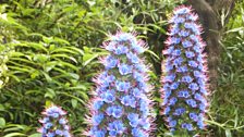 Echium Candicans thriving at Mount Stewart