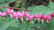 Dancing Dicentra or Love Lies Bleeding, in the woodland