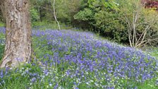 A carpet of bluebells, pignut and new ferns