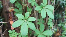 Trachelospermum leaves