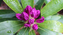 Vibrant Rhododendron Brittannia