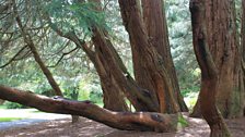 Sunlight on Giant Redwood