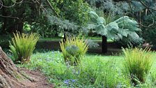 Ferns in the woodland