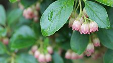 Tiny Enkianthus flowers