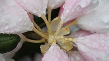 Rhododendron in close-up