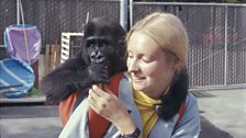 Koko on Penny Patterson’s shoulder at San Francisco Zoo