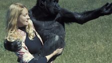 Penny Patterson & Koko at the Djerassi ranch, California