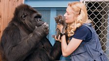 Penny passes Koko a kitten as Koko signs “good”