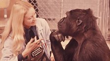 Penny signing to Koko