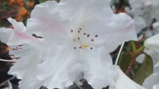 Rhododendron fragrantissimun ym Mhortmeirion, llun gan Gwynedd Roberts