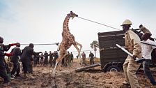 Loading a giraffe onto a trailer