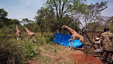 Giraffe release