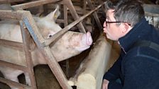 John with a lovely pig