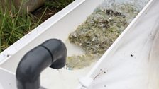 Algae growing on recycled chopped up water bottles