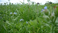 Down among the bugloss