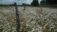 Viper's bugloss