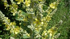 Hoary mullein