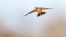 Skylarks
