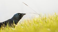 Jackdaw on Cow Hill