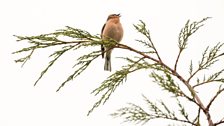 Chaffinch in full voice