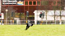 Jackdaw in flight